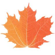 Vector drawing of autumn maple leaves Orange leaf N2