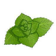 Sprig of mint N2