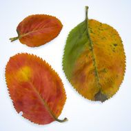 three red autumn leaves on a blue background