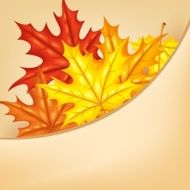 autumn leaf background N48