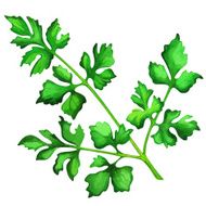 Watercolor branch with green leaves parsley