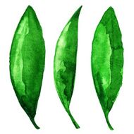Watercolor fresh green leaves
