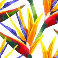 Vector illustration with tropical flowers N2