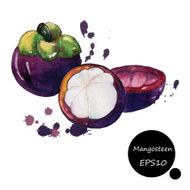 Mangosteen hand draw watercolor on white background vector