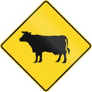 Cattle Crossing In Canada N2