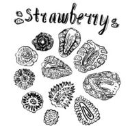 Strawberry hand drawn vector illustration N8