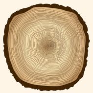 tree rings cut stump N2