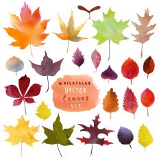 Watercolor set of beautiful colourful autumn leaves