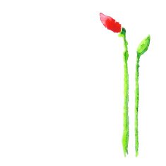 Watercolor poppy isolated on white N4