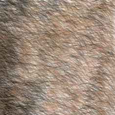 Animal Brown and Black Fur Texture Short Hair N2