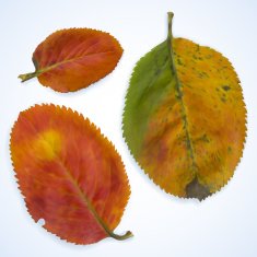 three red autumn leaves on a blue background