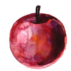 Apple drawing freehand watercolor