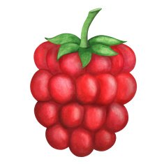 Watercolor ripe raspberry with leaf