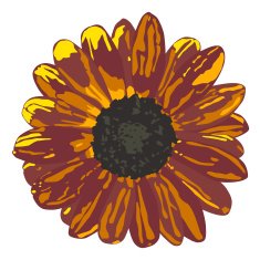 Realistic sunflower in brown colors Vector ilustration seven colors N2
