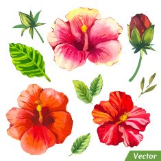 Vector illustration with watercolor flowers N54