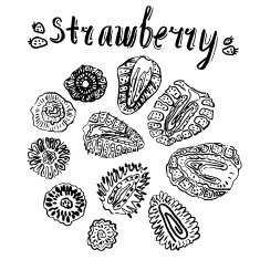 Strawberry hand drawn vector illustration N8