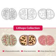 Lithops Collection #3 Series of different succulent plants