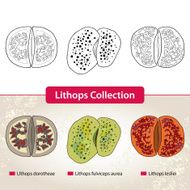 Lithops Collection #2 Series of different succulent plants