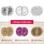 Lithops Collection #1 Series of different succulent plants