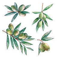 olive branch hand draw watercolor on white background vector