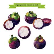 Mangosteens much hand draw watercolor on white background w