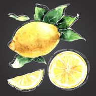 The watercolor drawn set of lemons Lemon segments juicy lemon