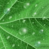 Green leaf with waterdrops N2