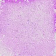 grunge purple background N3