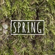 Realistic Moss texture
