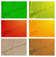 Set of leaves N9