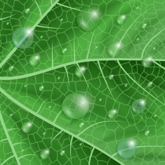 Green leaf with waterdrops N2