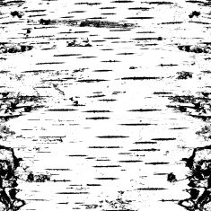bark of birch in the cracks texture N2