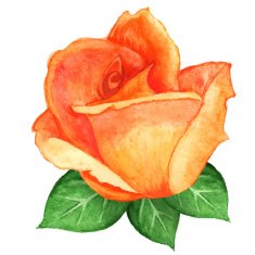 Watercolor orange rose flower with leaves closeup isolated
