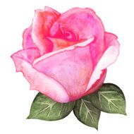 Watercolor pink rose flower with leaves