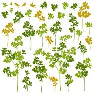 Plant illustration N6