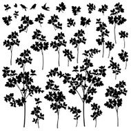 Plant illustration N7