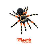 Watercolor spider tarantula N2
