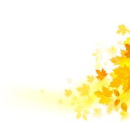 Autumn composition N5