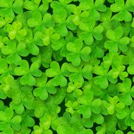 Green clovers vector seamless pattern