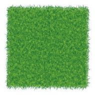 green grass background N5