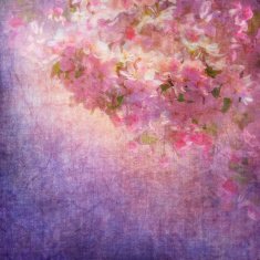 spring cherry blossom N6