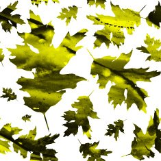 Seamless texture with colored watercolor maple leaves N11