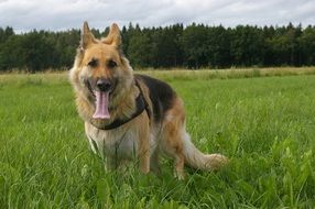 nice german shepherd