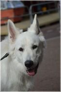 sheepdog dog pet