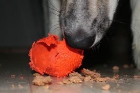 Husky with a chewing toy
