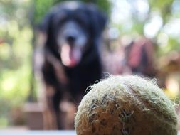 dog plays with ball