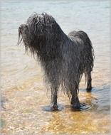 the dog is in the water