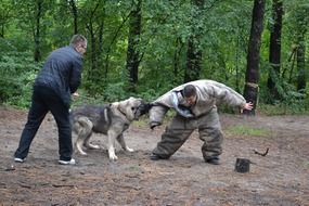 fighting dog training in the park