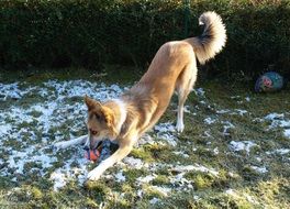 dog playing with ball on grass