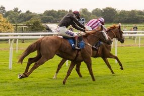 horse race